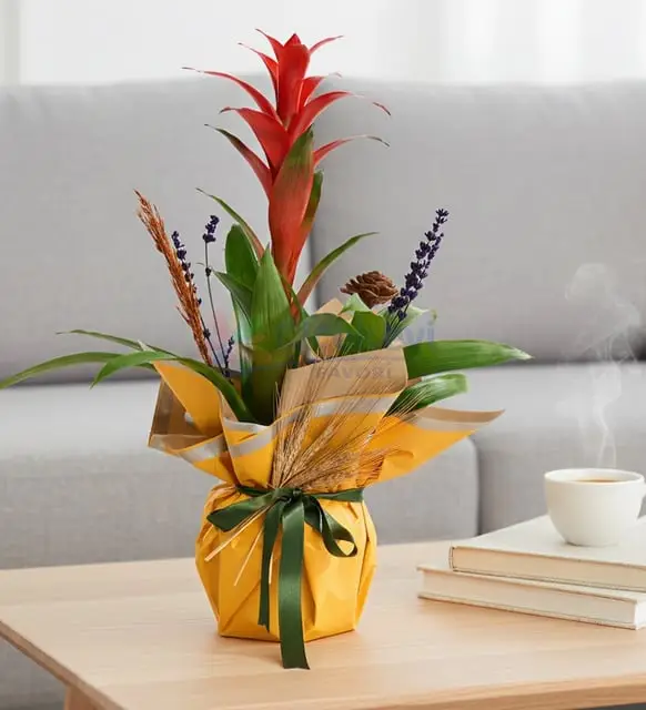 Guzmania - Atakum Çiçekçim