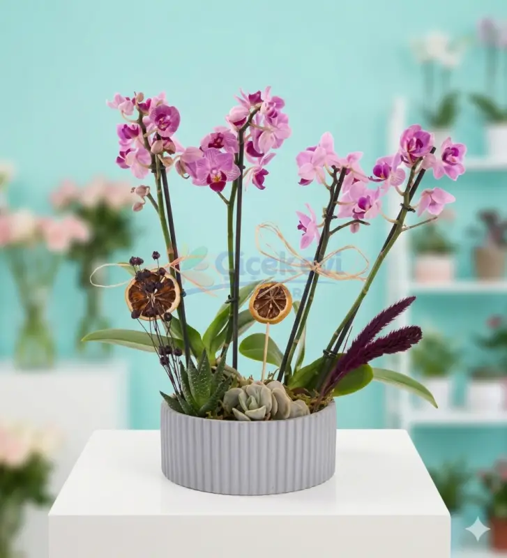 4 Dal Mini Mor Orkide Ve Skulentler - Atakum Çiçekçim