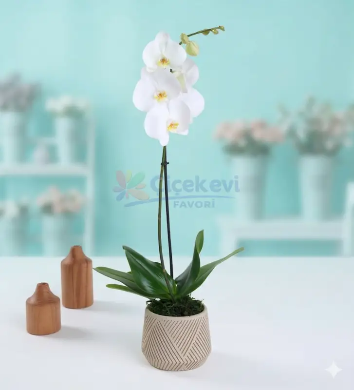 Geometrik Saksıda Tek Dal Beyaz Orkide - Atakum Çiçekçim